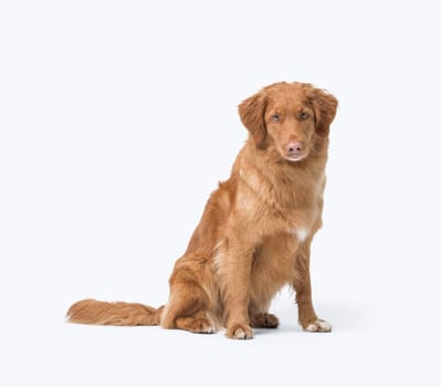 Nova Scotia Duck Tolling Retriever sitting and looking at camera, isolated on white background, dog breeds and pet care concept