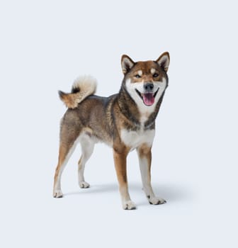 Happy dog standing on white background, Shiba Inu dog breed