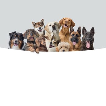Large group of different happy dogs peeking behind a blank sign