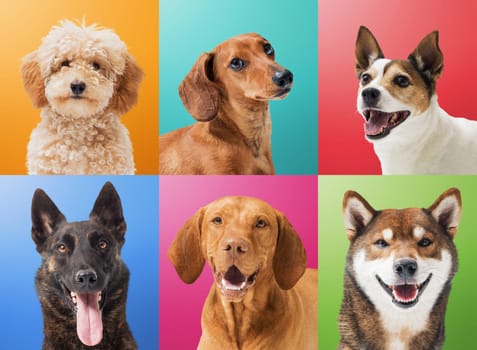 Collection of dog portraits on colorful backgrounds: Poodle, Dachshund, Jack Russell Terrier, Dutch Sheperd, Vizsla and Shiba Inu