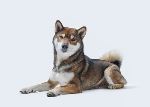 Relaxed Shiba Inu lying down and resting, isolated on white background, dog breeds and pet care concept
