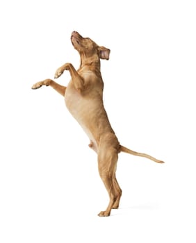 Studio shot of dog hungarian Vizsla jumping isolated on white background