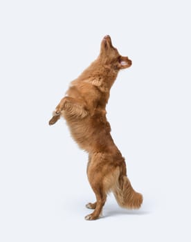 Dog jumping and standing on its hind legs, Nova Scotia Duck Tolling Retriever dog breed, isolated on white background