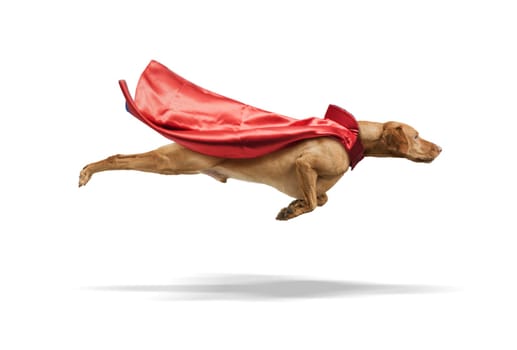 Superdog Vizsla in red superhero cape  flying isolated on white background