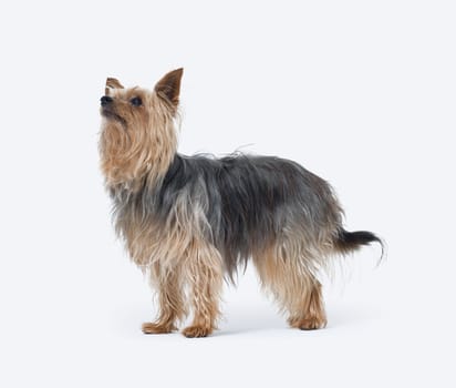 Portrait of a senior female Yorkshire Terrier dog side view, isolated on white background