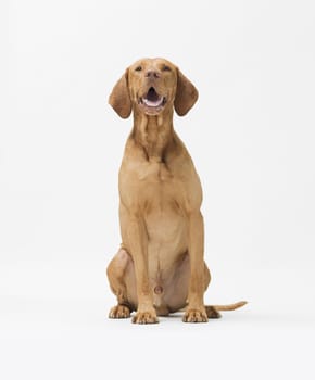 Studio shot of dog hungarian Vizsla sitting isolated on white background