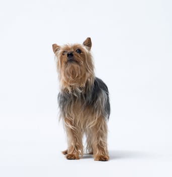 Portrait of a senior female Yorkshire Terrier dog front view, isolated on white background