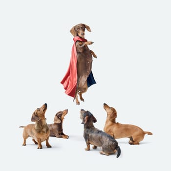 Funny superhero Dachshund dog wearing a cloak and flying, other dogs are looking at him