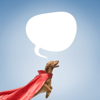 Cute funny superhero dog with a cloak and speech balloon with copy space