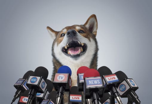 Funny happy dog at the press conference speaking into the microphones