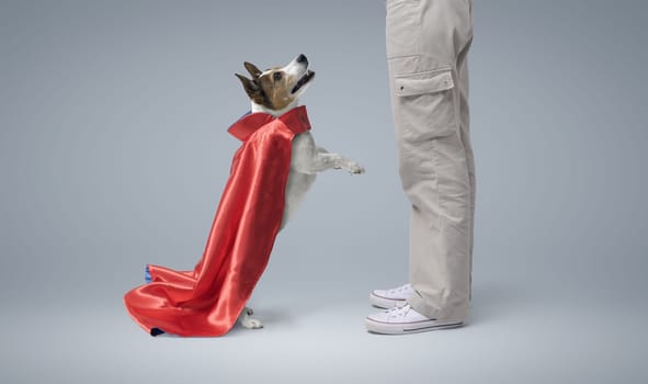 Pet owner and superhero dog standing on its hind legs, they are playing together