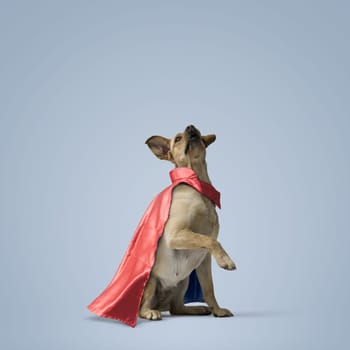 Cute superhero dog sitting and looking up, copy space, healthy dogs concept