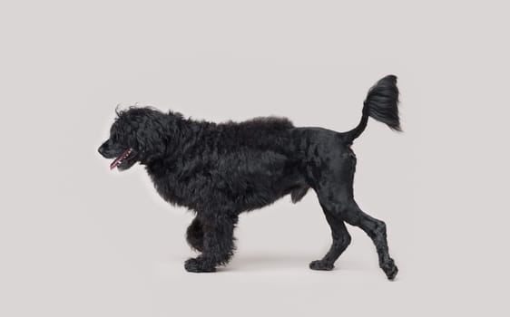 Portrait of a beautiful black Cao de Agua walking, profile view, dog breeds concept