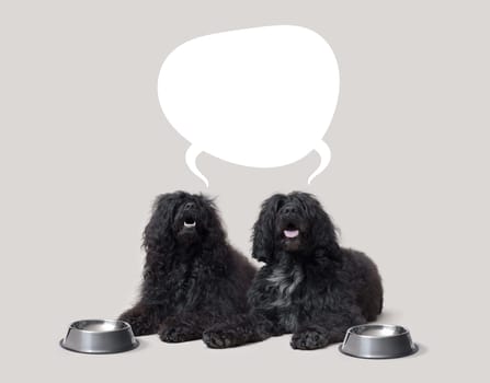 Hungry large dogs lying down and asking for food, bubble speech with copy space