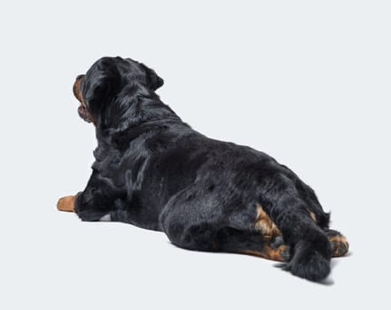 Beautiful relaxed Rottweiler lying down back view, dog breeds and pet care concept