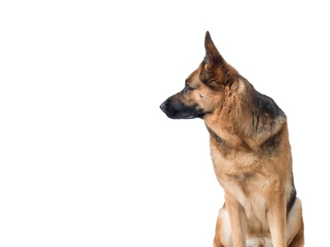 German Sheperd looking at its side, isolated on white background, copy space