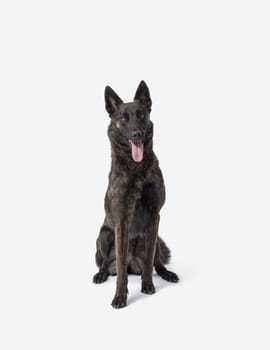 Happy groomed Dutch Sheperd sitting and posing on white background, dog breeds concept