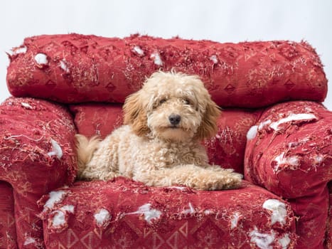 Cute happy Poodle relaxing on a ripped comfortable armchair, copy space