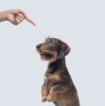 Angry pet owner scolding her naughty dog and pointing with her finger