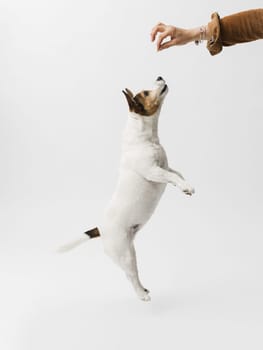 Female hand feeds dog with dry food isolated on white background