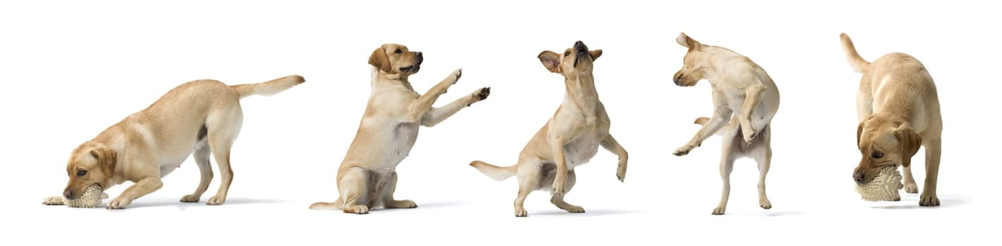 Collage with photos of Dogs Labrador Retriever in different poses, cute dog on white background. 