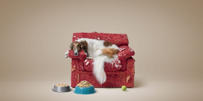 Spoiled lovely dog resting on a ripped armchair, bowls full of pet food and toy, pet lifestyle concept, copy space