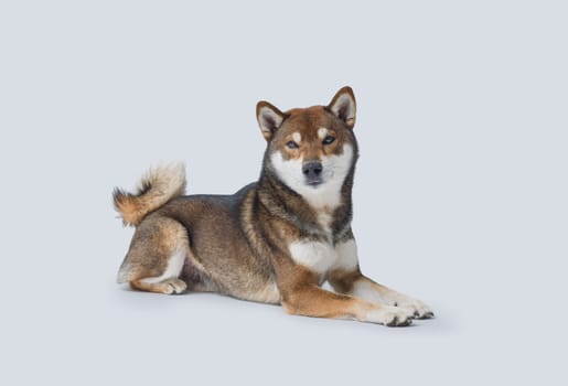 Relaxed Shiba Inu lying down and resting, isolated on white background, dog breeds and pet care concept