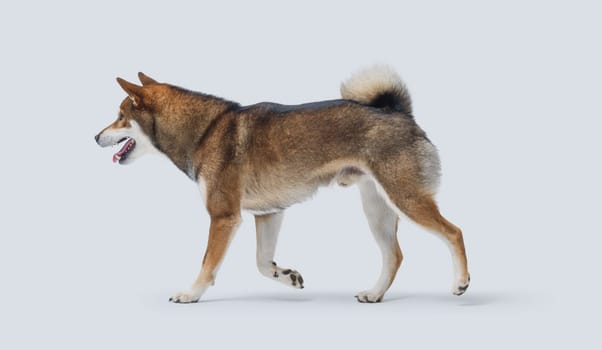 Portrait of a healthy Shiba Inu walking, side view, dog breeds and pet care concept
