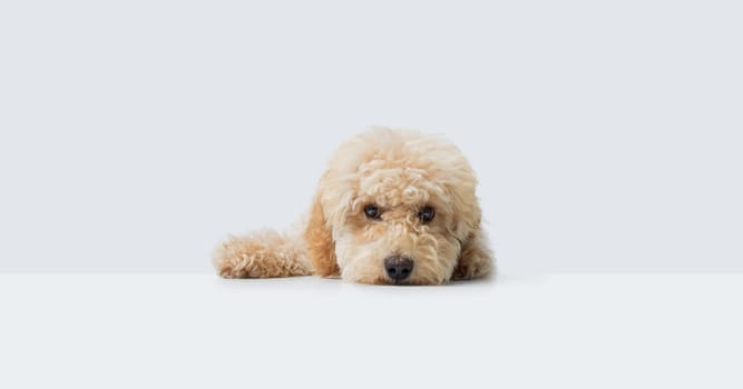 Lovely shy Poodle leaning on a white table with copy space