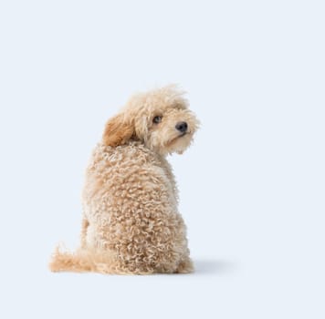 Lovely Poodle sitting and looking back at camera, isolated on white background