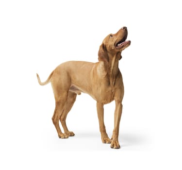 Studio shot of dog hungarian Vizsla standing  isolated on white background