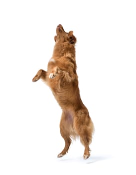 Dog jumping and standing on its hind legs, Nova Scotia Duck Tolling Retriever dog breed, isolated on white background