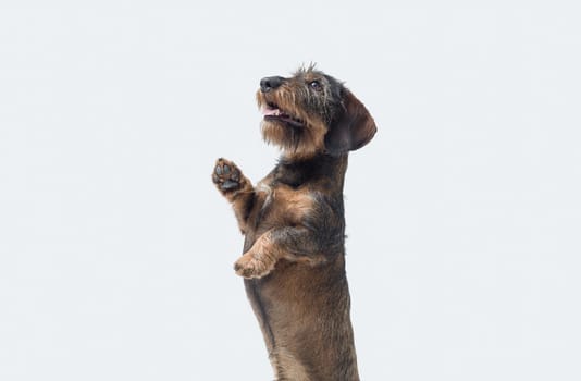 Portrait of a cute wire-haired Dachshund standing on his hind legs and looking up