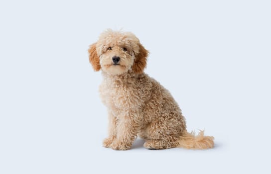 Cute happy dog looking at camera, Poodle dog breed
