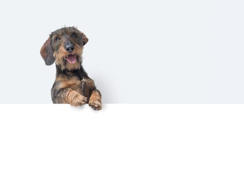 Happy dog looking and camera and leaning on a white blank sign, copy space
