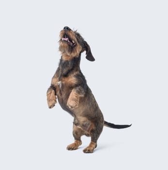 Portrait of a wire-haired Dachshund dog standing on his hind legs, isolated on white background