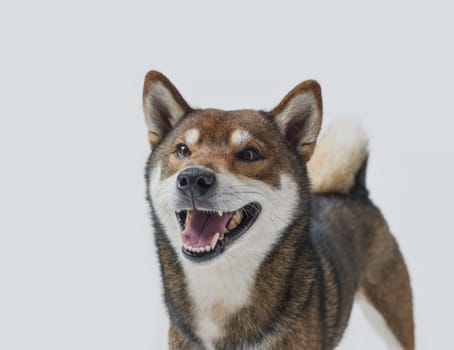 Portrait of a funny dog smiling and laughing, Shiba Inu dog breed