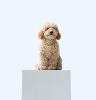Happy confident dog sitting on a pedestal, Poodle dog breed, copy space