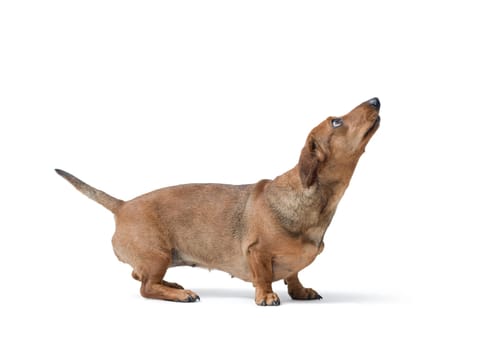 Portrait of a dog looking up, Dachshund dog breed, isolated on white background