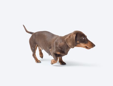 Portrait of a beautiful healthy smooth-haired Dachshund, dog breed, isolated on white background