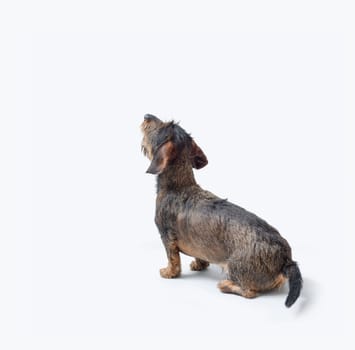 Portrait of a wire-haired Dachshund dog looking up, doog breeds, back view