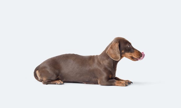 Portrait of a smooth-haired Dachshund lying down and licking his nose, dog breed, isolated on white background