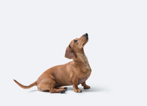 Beautiful red smooth-haired Dachshund profile view, isolated on white background