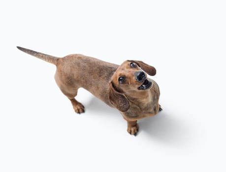 Portrait of a cute happy dog looking at camera, Dachshund dog breed, isolated on white background