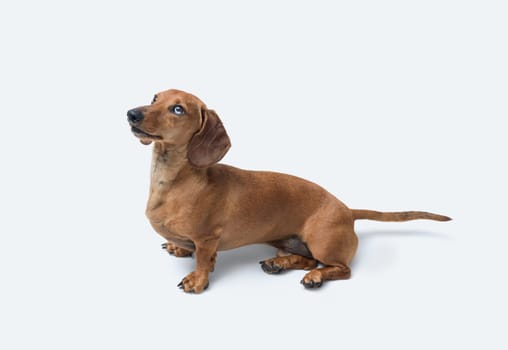 Cute dog looking at camera, Dachshund dog breed, isolated on white background