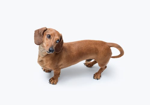 Cute Dachshund dog looking at camera, isolated on white background