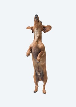 Agile playful Dachshund jumping and looking up, healthy dog concept