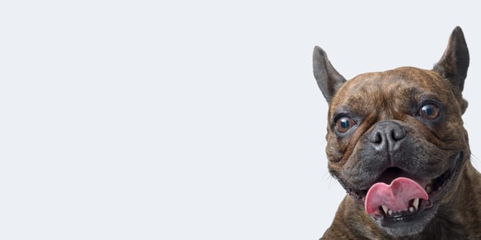 Close-up portrait of a happy French Bulldog, isolated on white background, copy space