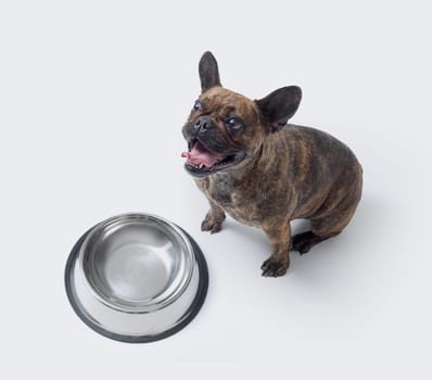 Cute hungry French Bulldog posing next to an empty bowl, pet food and dogs concept, copy space