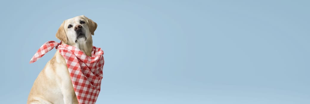 Lovely hungry dog wearing a bib and looking at camera, pet food concept